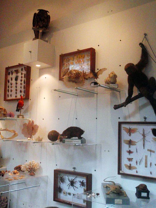 Galeria_Storia_Naturale_Casalina