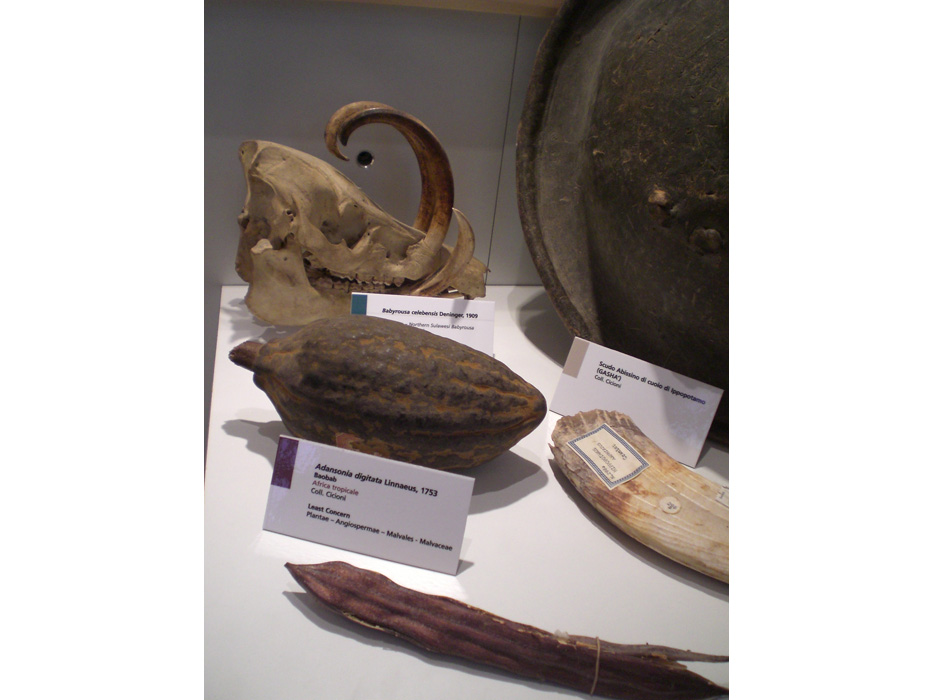 Galeria_Storia_Naturale_Casalina