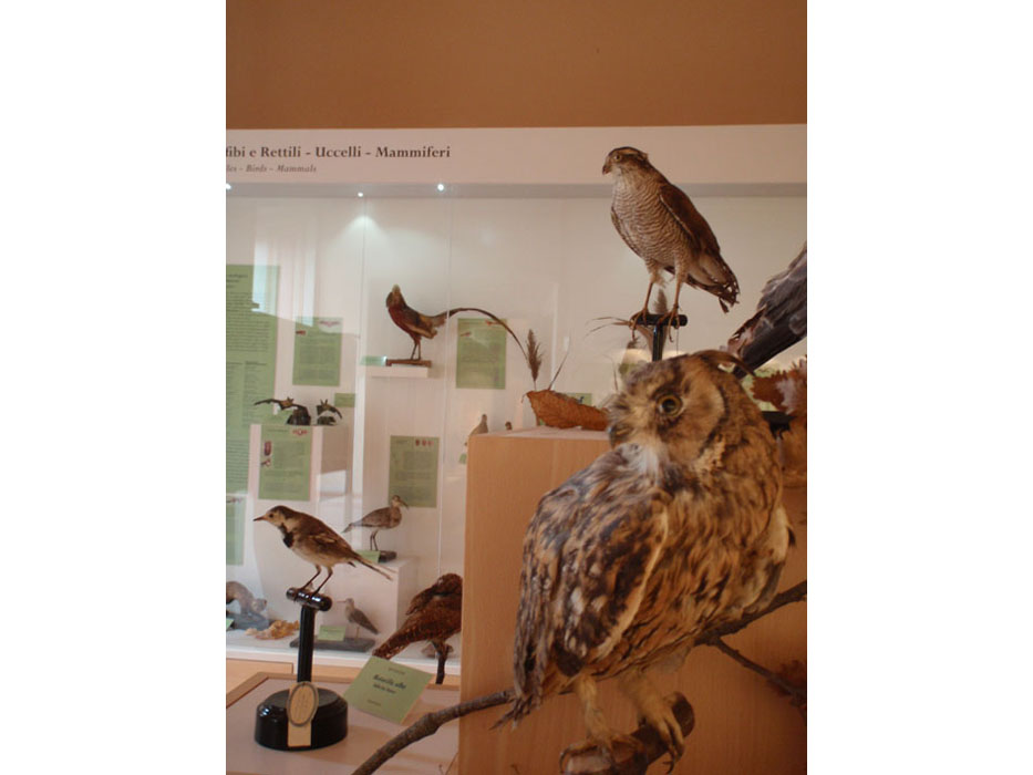 Museo_Citta_della_Pieve