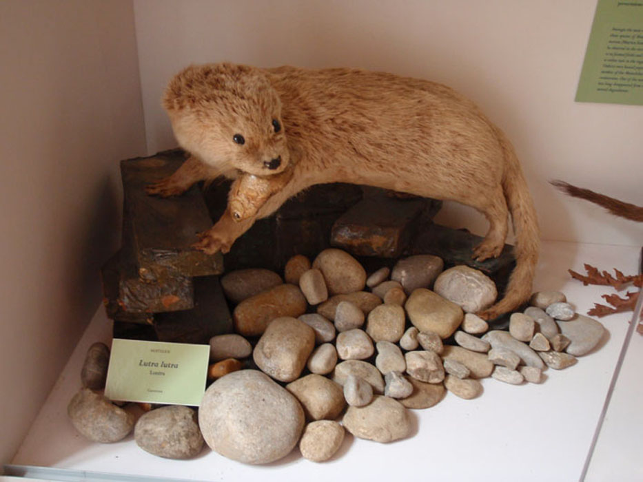 Museo_Citta_della_Pieve